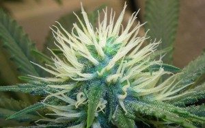 Marihuana, dopamina i sposób w jaki cannabis powoduje jej wzrost, HolenderskiSkun, Holenderski Skun