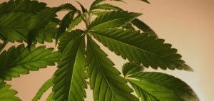 Federalna farma marihuany w USA oferuje nowe szczepy marihuany, HolenderskiSkun, Holenderski Skun