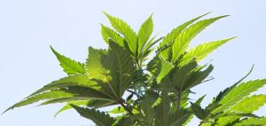 uprawa-medycznej-marihuany-liscie-roslina-zielona-konopia-indyjska