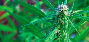 medyczna-marihuana-uprawa-medycznej-marihuany-nasiona-uprawa-marihuany-nasiona-marihuany-medycyna-medyczna-marihuana-leczenie-cbd