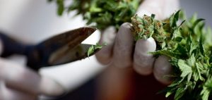 progres-nasiona-marihuany-konopie-badania-nad-marihuana