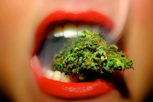 Zapoznaj się z medyczną marihuaną i jej zaletami!, HolenderskiSkun, Holenderski Skun