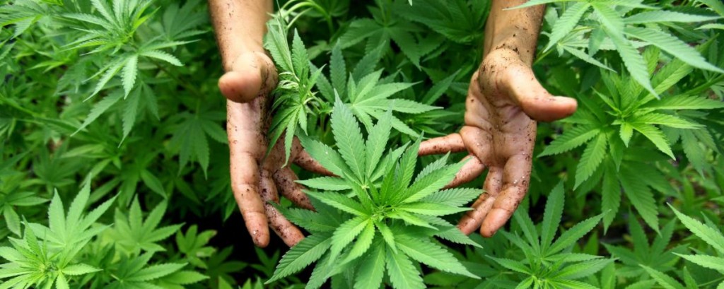 Czy w Kanadzie każdy może uzyskać licencję uprawniającą do legalnego użytkowania marihuany?, HolenderskiSkun, Holenderski Skun