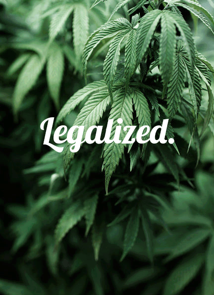 liscie-marihuany-napis-zalegalizowana