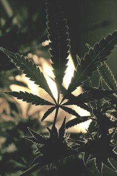 marihuana-lisc-zielony-marihuana-palenie