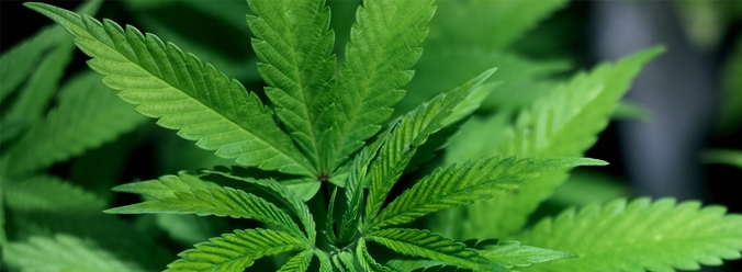Niedobory cynku w uprawie roślin cannabis, HolenderskiSkun, Holenderski Skun