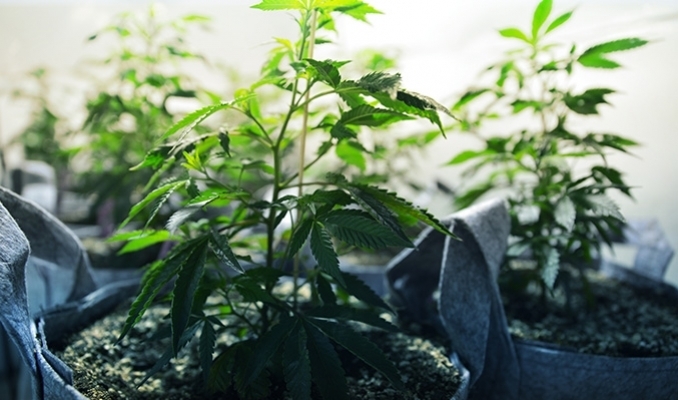 Trzy podstawowe metody uprawy marihuany, HolenderskiSkun, Holenderski Skun