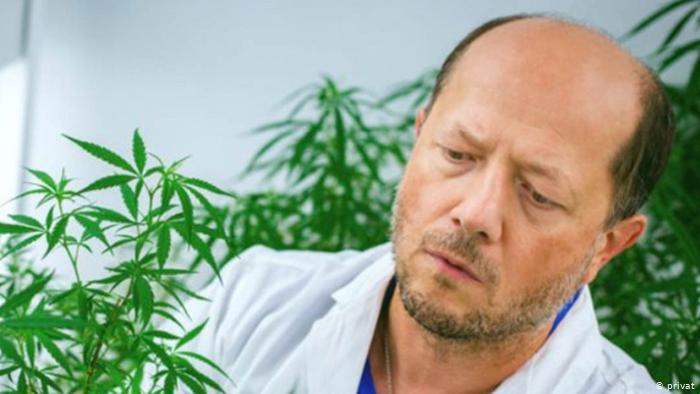 Cannabis Może Blokować Infekcje COVID 19, HolenderskiSkun, Holenderski Skun
