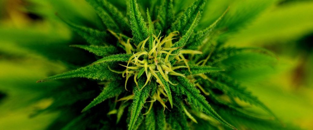 Cannabis w Walce z Rakiem Piersi, HolenderskiSkun, Holenderski Skun