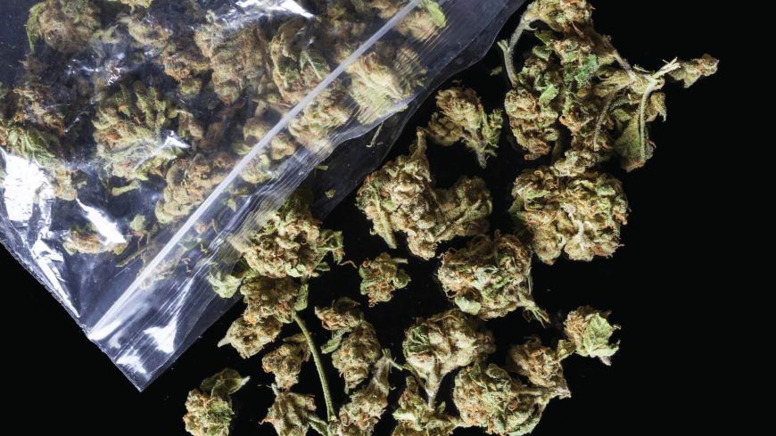 Legalizacja Marihuany w Australii, HolenderskiSkun, Holenderski Skun