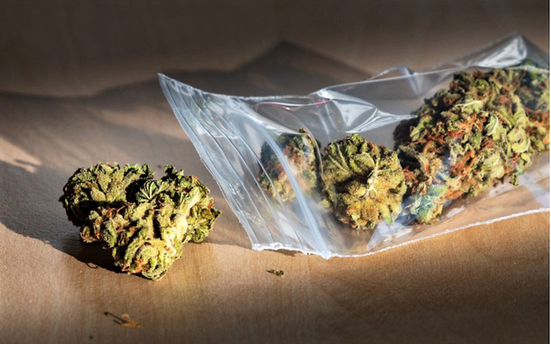 Legalizacja Marihuany Związana z Mniejszym Używaniem Marihuany, HolenderskiSkun, Holenderski Skun