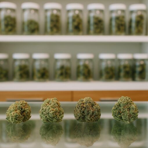 Top 10 odmian marihuany w polsce