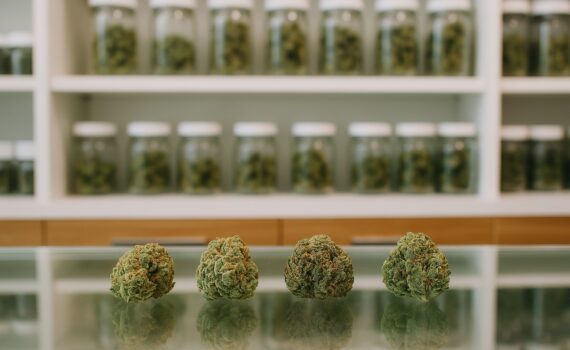 Top 10 odmian marihuany w polsce