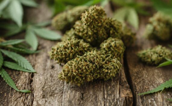 Topowe odmiany marihuany kush